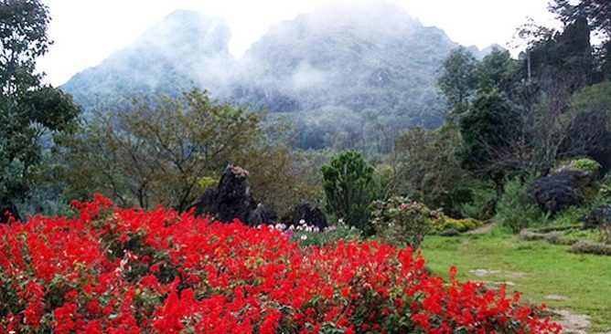 Thung lũng Hoa Hồng Sapa 