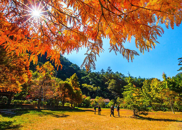 Mùa thu là thời điểm lí tưởng nhất để du lịch Đài Loan