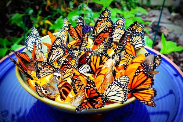 Vườn bướm Butterfly Garden