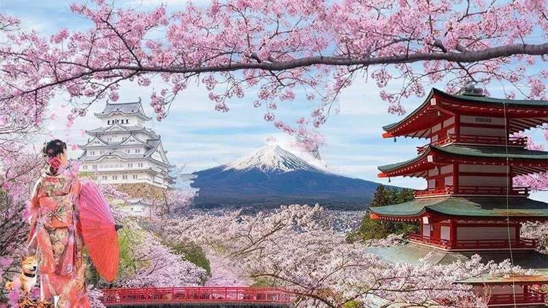 Du lịch Nhật Bản mùa hoa anh đào nở có gì thú vị?