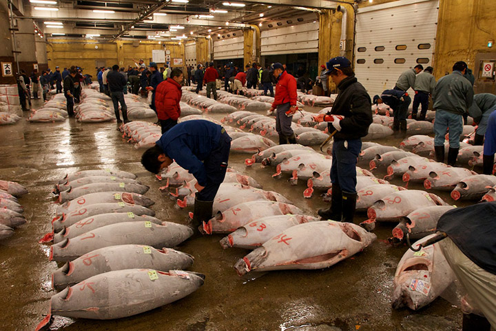 Chợ cá Tsukiji Nhật Bản