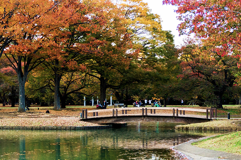 Công viên Yoyogi Nhật Bản