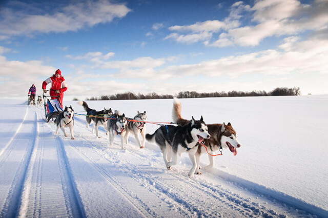 Những chú chó kéo xe tuyết ở miền Đông Bắc nước Nga
