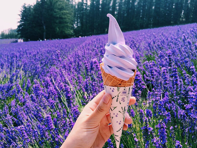 Kem làm từ hoa Lavender độc nhất vô nhị ở Hokkaido