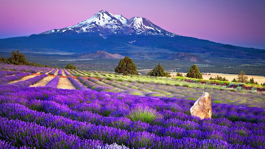 Tím ngắt cánh đồng hoa Lavender