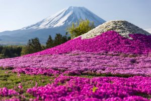 Top những mùa hoa nổi tiếng Nhật Bản nhất định không được bỏ lỡ!