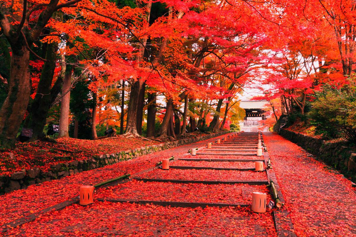 Mùa thu Nhật Bản