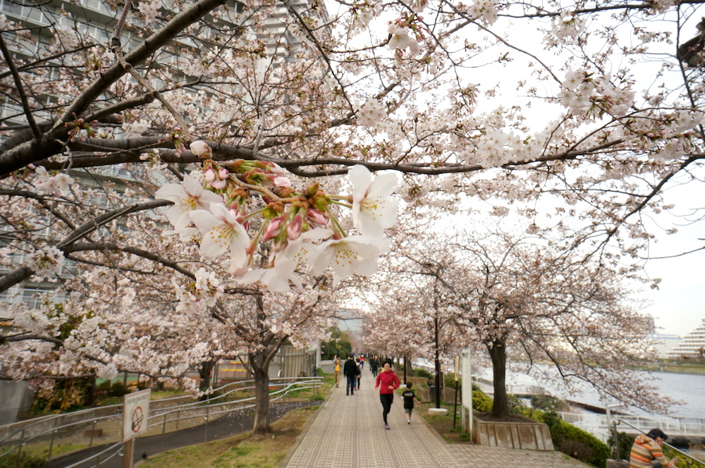 mùa xuân Nhật Bản