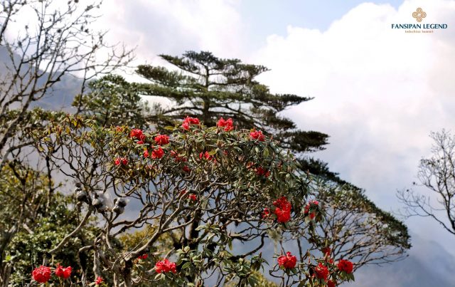 Hoa đỗ quyên nở rực rỡ trên rừng khi leo Fansipan