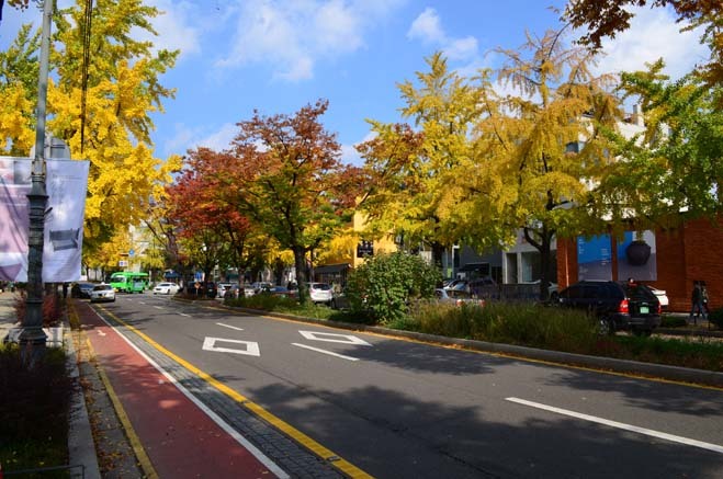 Thủ Đô Seoul điểm ngắm lá vàng tuyệt đẹp khi thu về