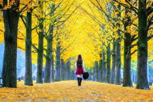 Top 3 địa điểm ngắm lá vàng đẹp nhất khi đi du lịch Hàn Quốc mùa thu