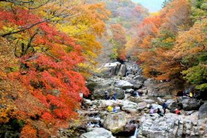 Khám phá mùa thu vàng tại Vườn Quốc Gia Seoraksan, Hàn Quốc